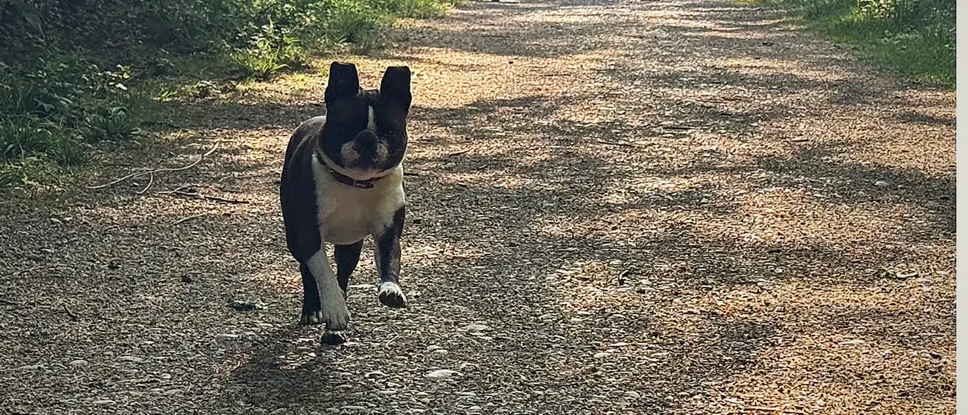 Hundetraining in Schwabing München – mobile Hundetrainerin