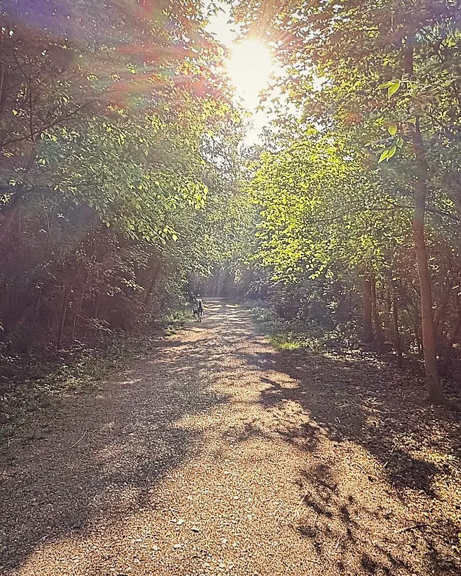 Hundetraining München: Münchner Waldweg im Sonnenaufgang