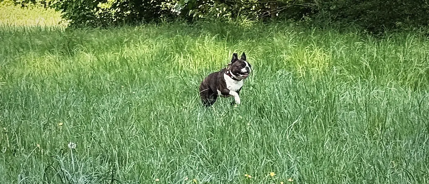 Hundetraining in Untermenzing München – mobile Hundetrainerin